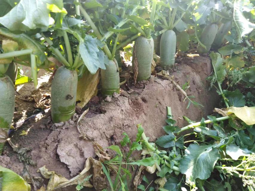 地萝卜与水果、蔬菜的对比图