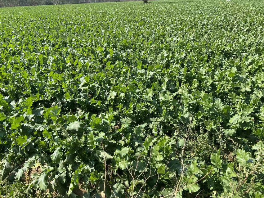 水果萝卜田间种植图