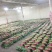 【精品】泰安精品大叶大棚香菜，正在上市中，质优价廉