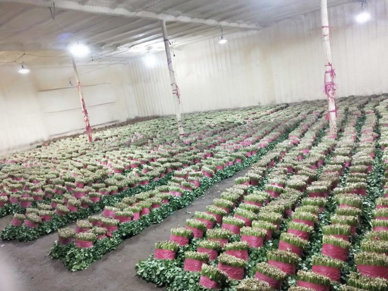 【精品】泰安精品大叶大棚香菜，正在上市中，质优价廉