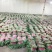 【精品】泰安精品大叶大棚香菜，正在上市中，质优价廉