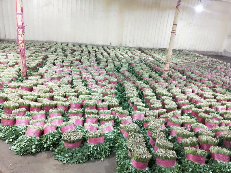 【精品】泰安精品大叶大棚香菜，正在上市中，质优价廉