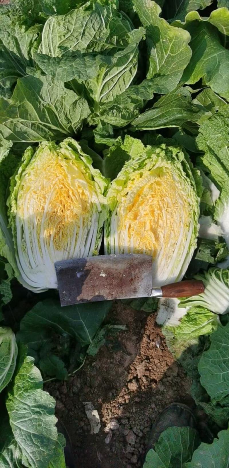 黄心大白菜，货源充足，欢迎各位老板来电咨询采