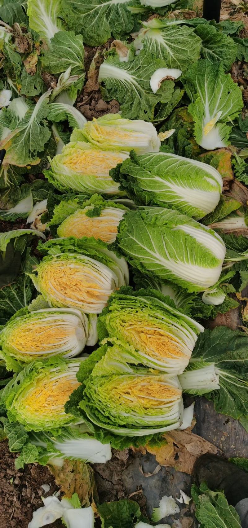 黄心大白菜，货源充足，欢迎各位老板来电咨询采