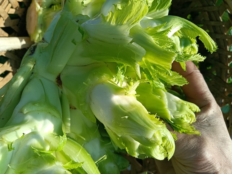 大量现货出售儿菜