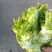 大量现货出售儿菜