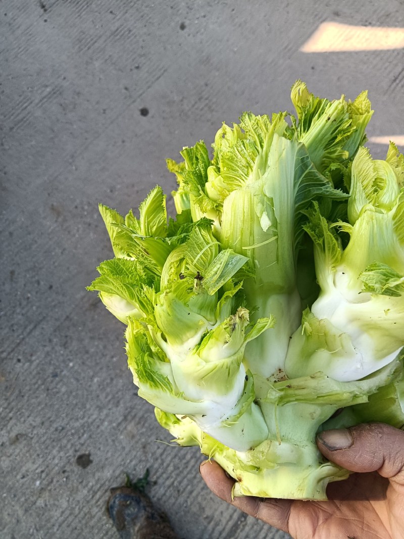 大量现货出售儿菜