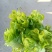 大量现货出售儿菜