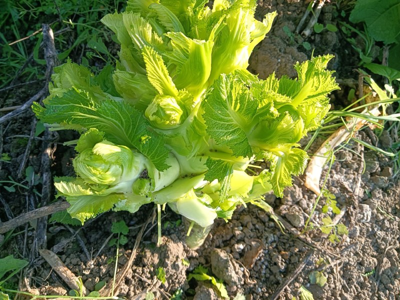 大量现货出售儿菜