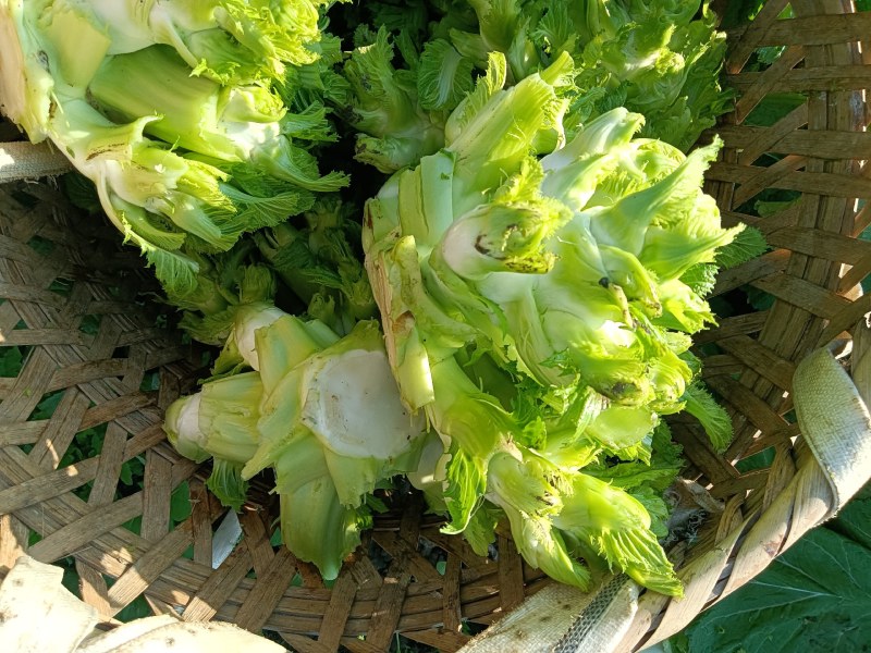 大量现货出售儿菜