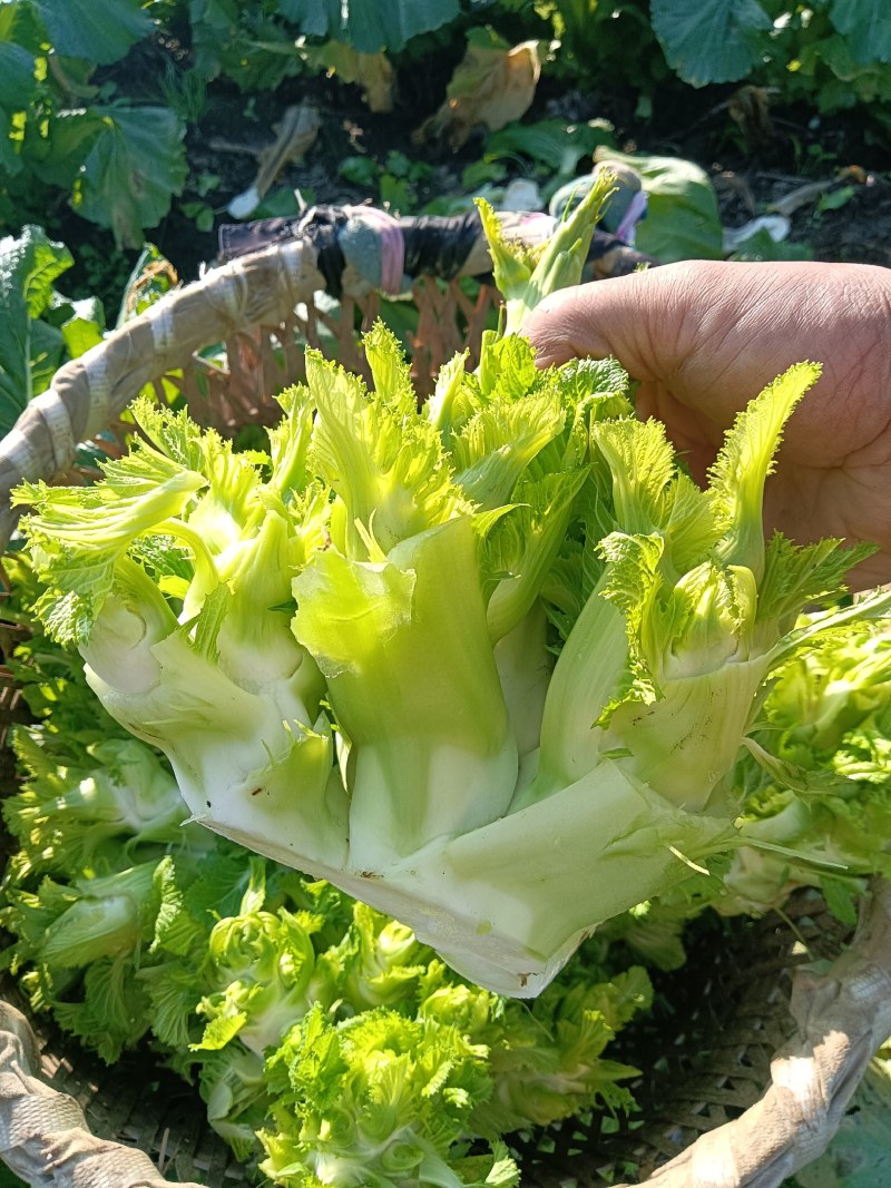大量现货出售儿菜