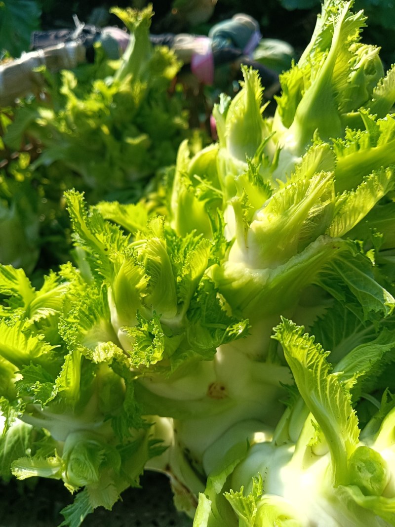 大量现货出售儿菜