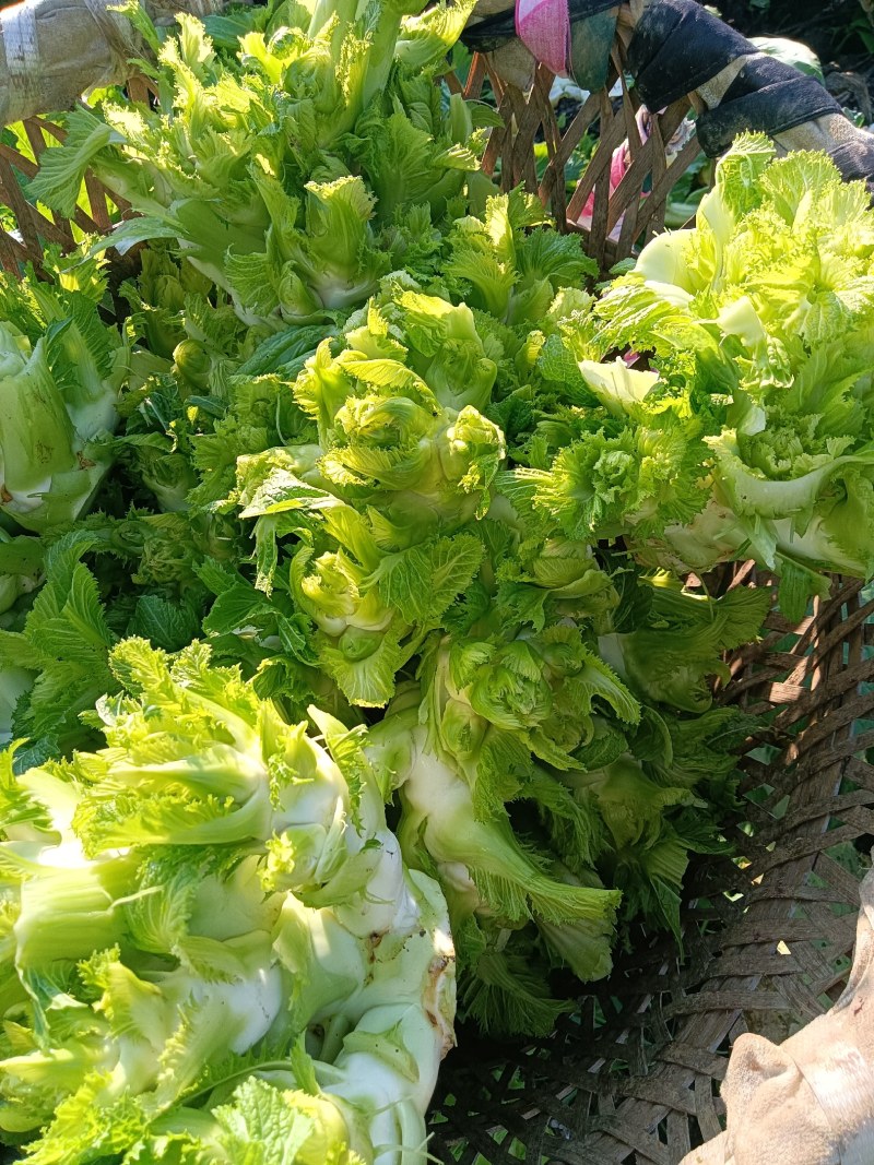 大量现货出售儿菜