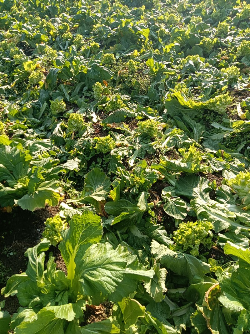 大量现货出售儿菜