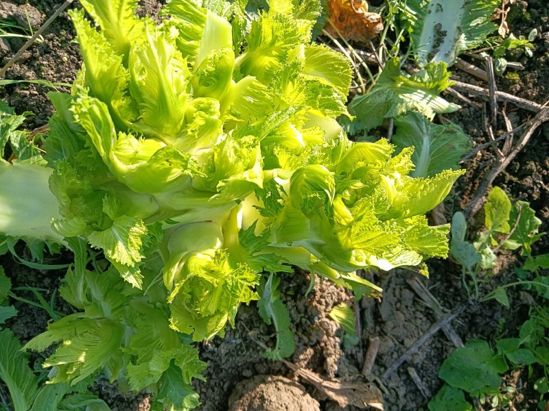 大量现货出售儿菜