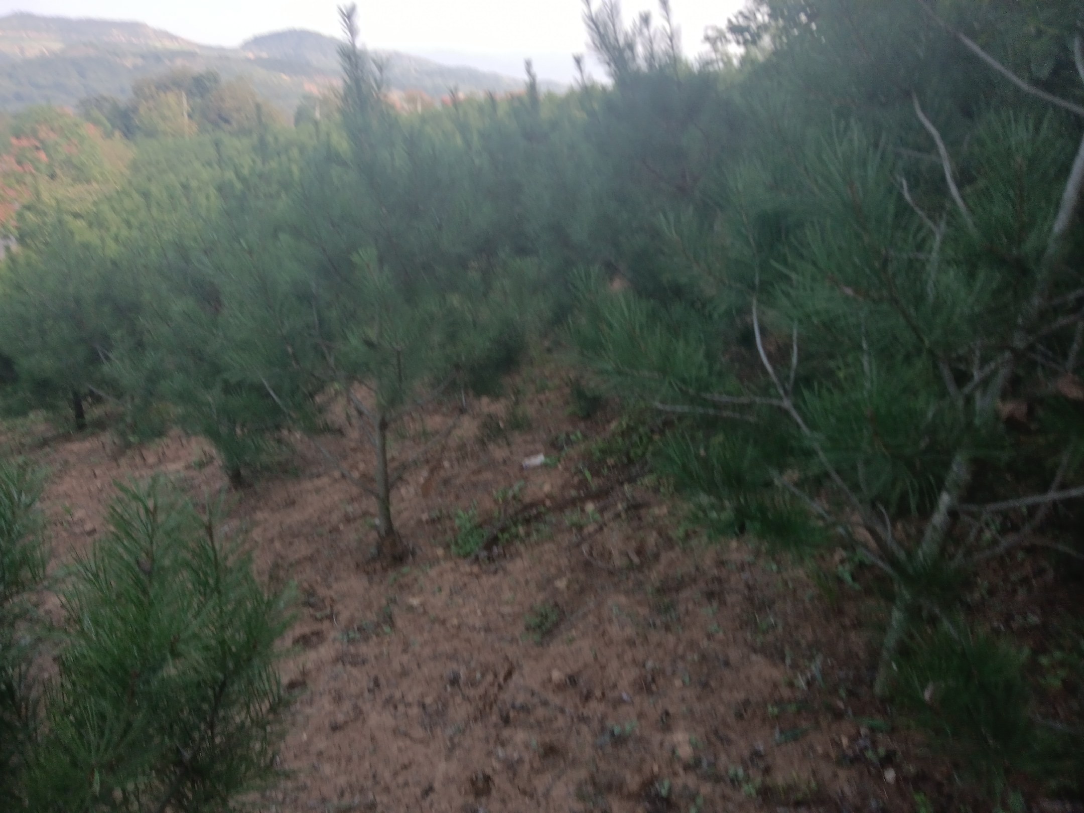 白皮松林自然生态图