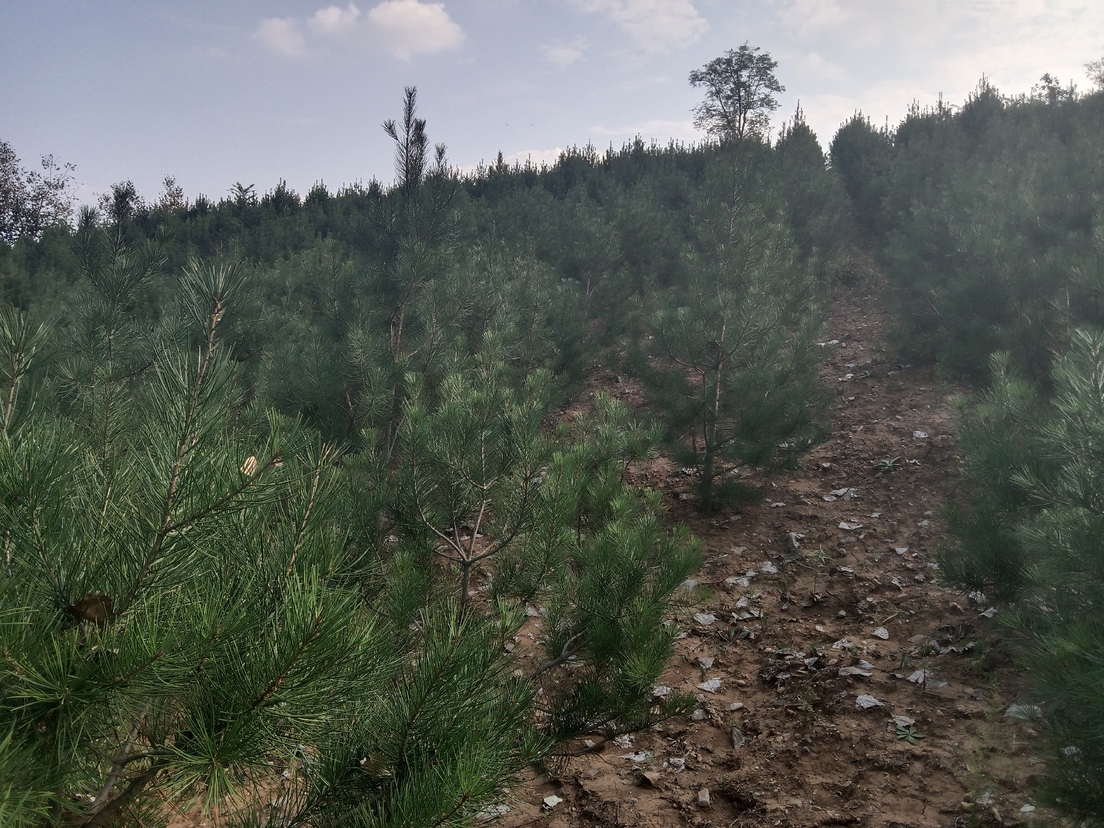 陕西省西安市蓝田县秦岭北麓的白皮松天然林航拍全景,展现连片分布的成熟白皮松林相,树干银白色剥落状表皮特征明显,背景为秋季山地地貌,林下植被层次清晰 蓝田县白皮松林区航拍图