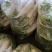 精品白萝卜供商超食堂农贸电商平
