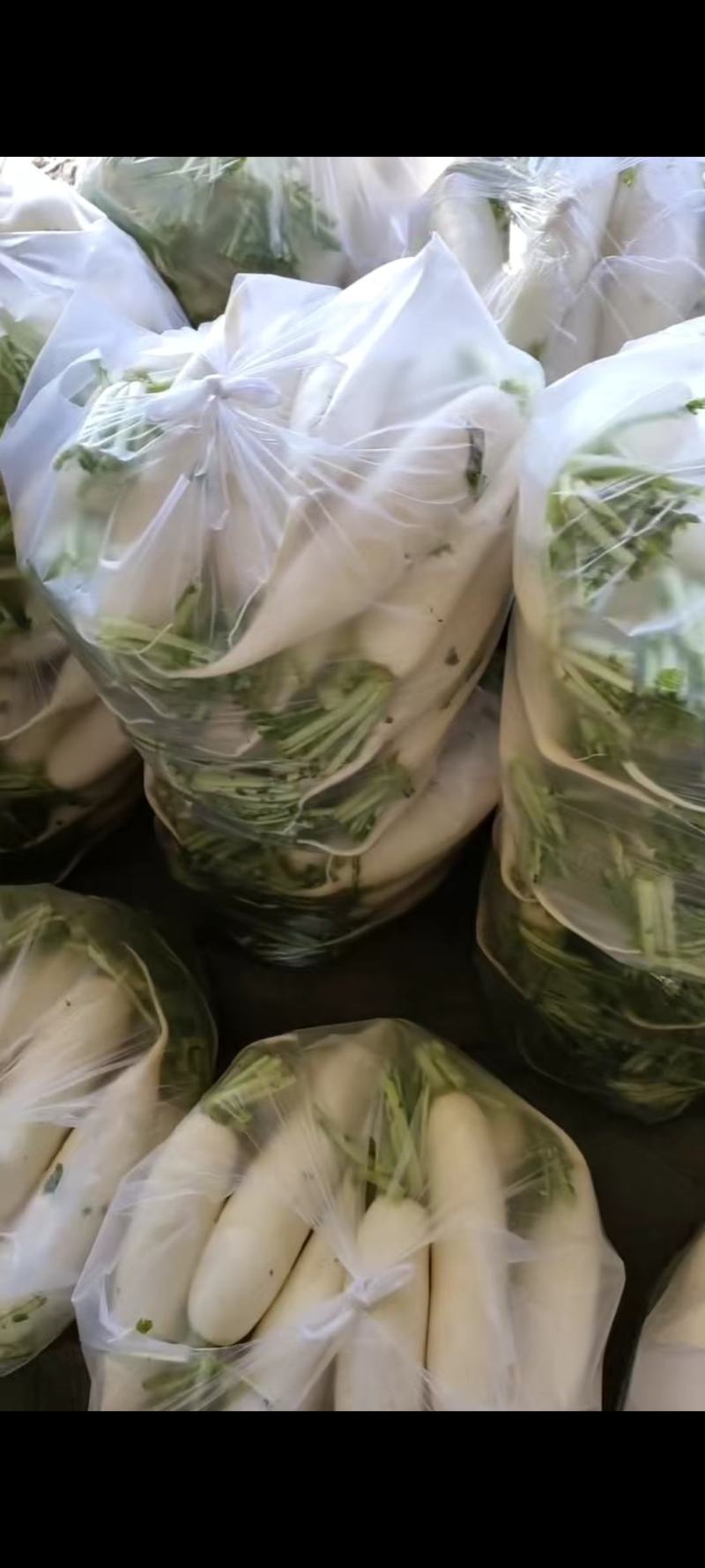 精品白萝卜供商超食堂农贸电商平