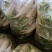 精品白萝卜供商超食堂农贸电商平