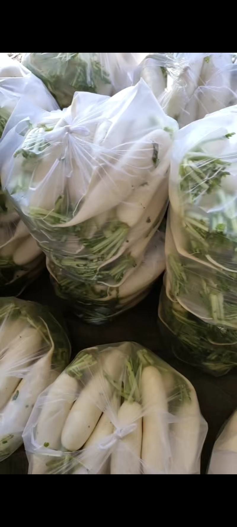 精品白萝卜供商超食堂农贸电商平