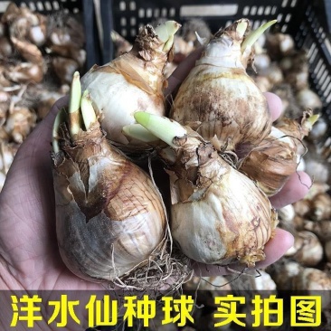进口洋水仙种球重瓣大花多年生耐寒盆栽植物黄水