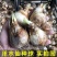 进口洋水仙种球重瓣大花多年生耐寒盆栽植物黄水