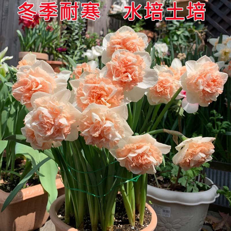 进口洋水仙种球重瓣大花多年生耐寒盆栽植物黄水