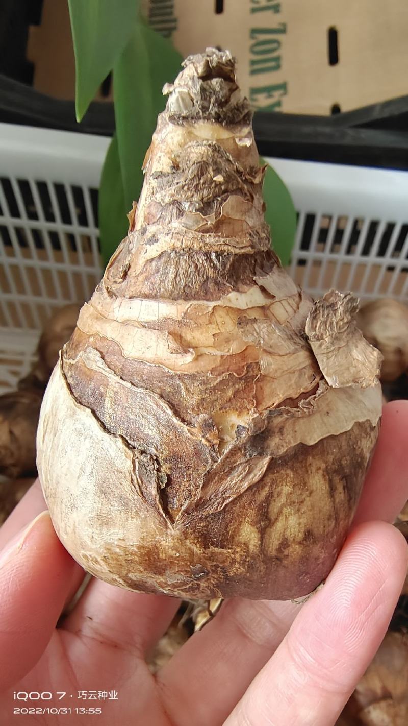 进口洋水仙种球重瓣大花多年生耐寒盆栽植物黄水