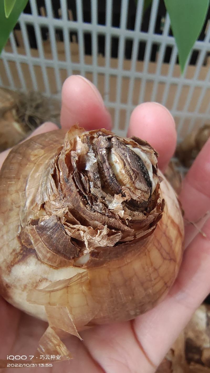进口洋水仙种球重瓣大花多年生耐寒盆栽植物黄水