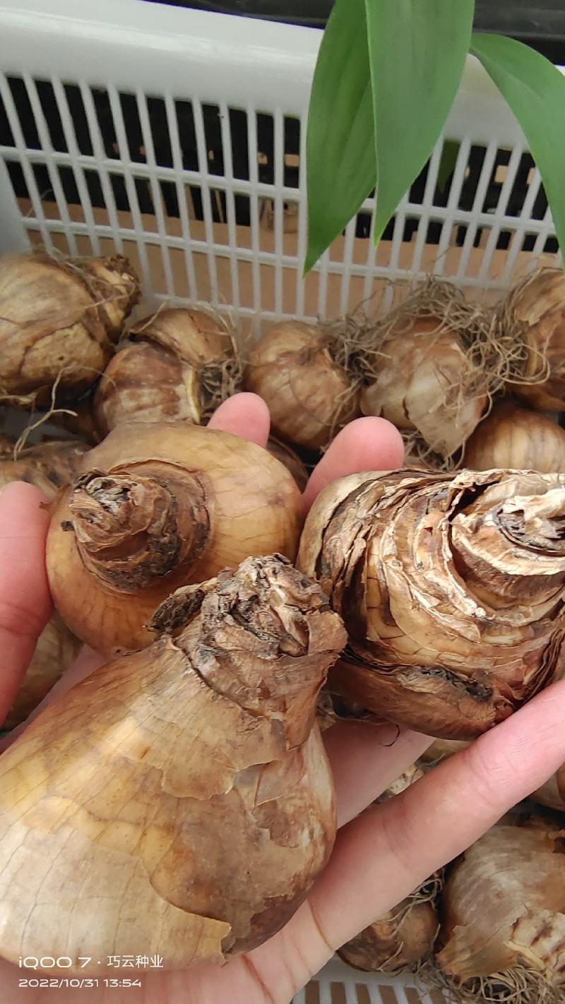 进口洋水仙种球重瓣大花多年生耐寒盆栽植物黄水