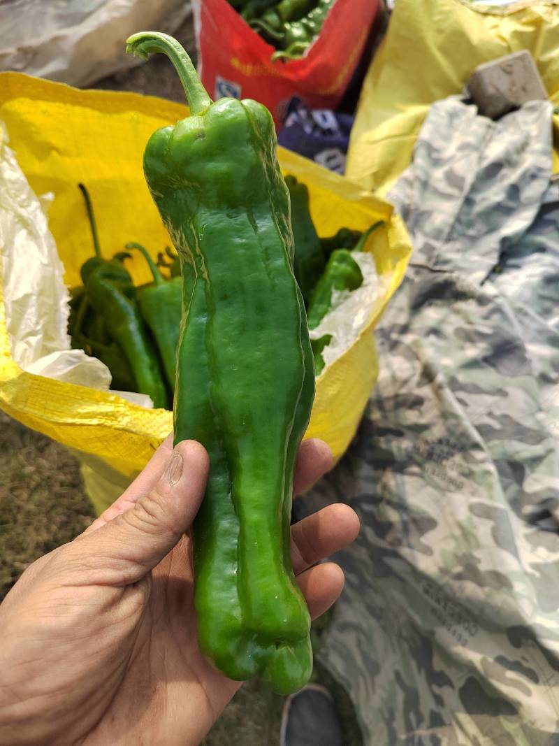辣椒线椒螺丝椒货源充足大量现货欢迎选购