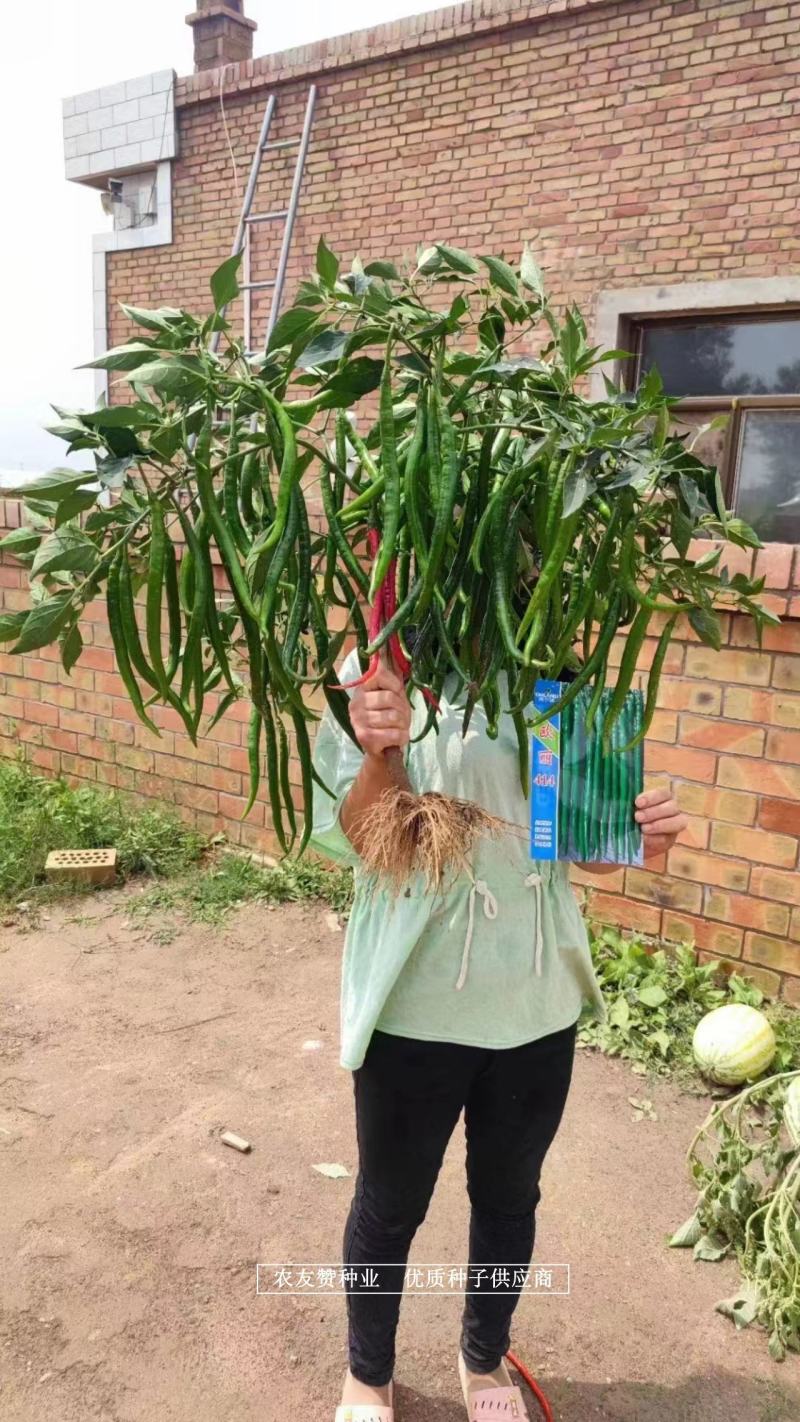 深绿色特长线椒种子欧丽414条椒种子椒条顺直硬度高辣味浓