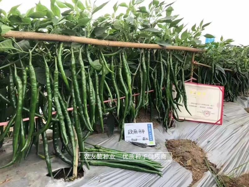 深绿色特长线椒种子欧丽414条椒种子椒条顺直硬度高辣味浓