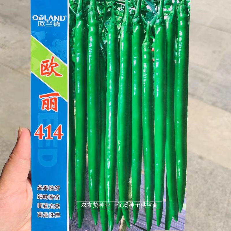 深绿色特长线椒种子欧丽414条椒种子椒条顺直硬度高辣味浓