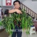 深绿色特长线椒种子欧丽414条椒种子椒条顺直硬度高辣味浓