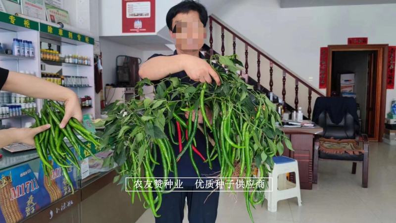 深绿色特长线椒种子欧丽414条椒种子椒条顺直硬度高辣味浓