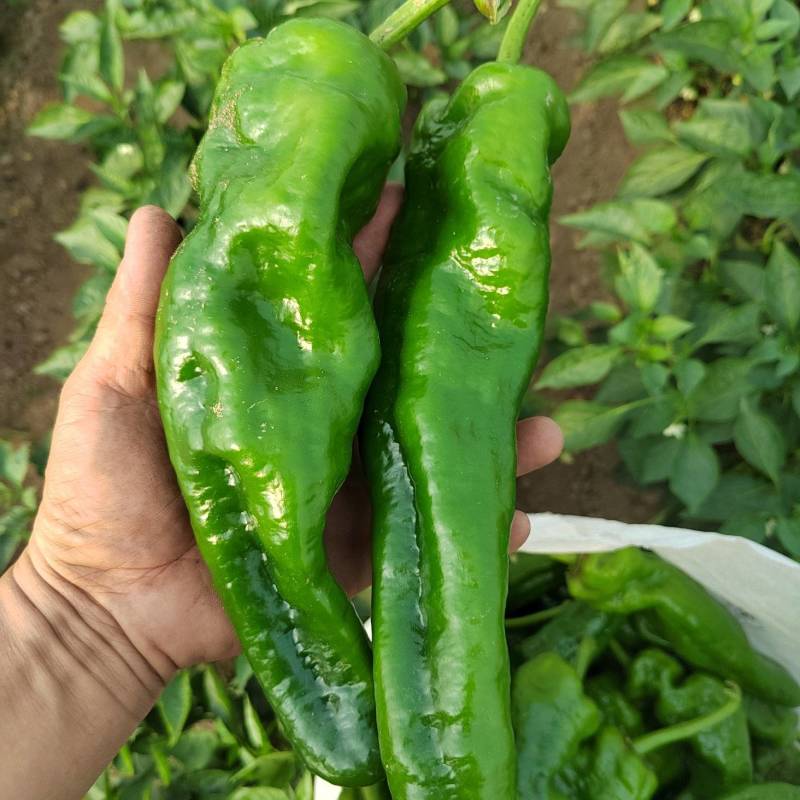 辣椒夏邑辣椒基地货源充足量大从优欢迎选购