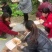 汉源高山冰糖心丑苹果，香甜可口，大量供应物美价廉