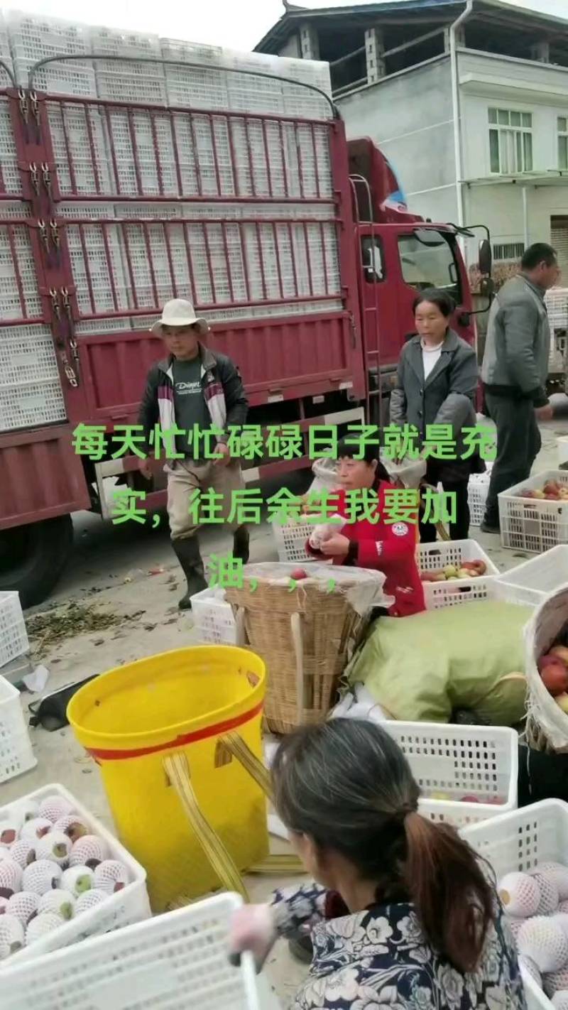 汉源高山冰糖心丑苹果，香甜可口，大量供应物美价廉