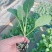 青梗松花菜苗80天菜花苗耐寒有机菜花苗小米粒花菜苗