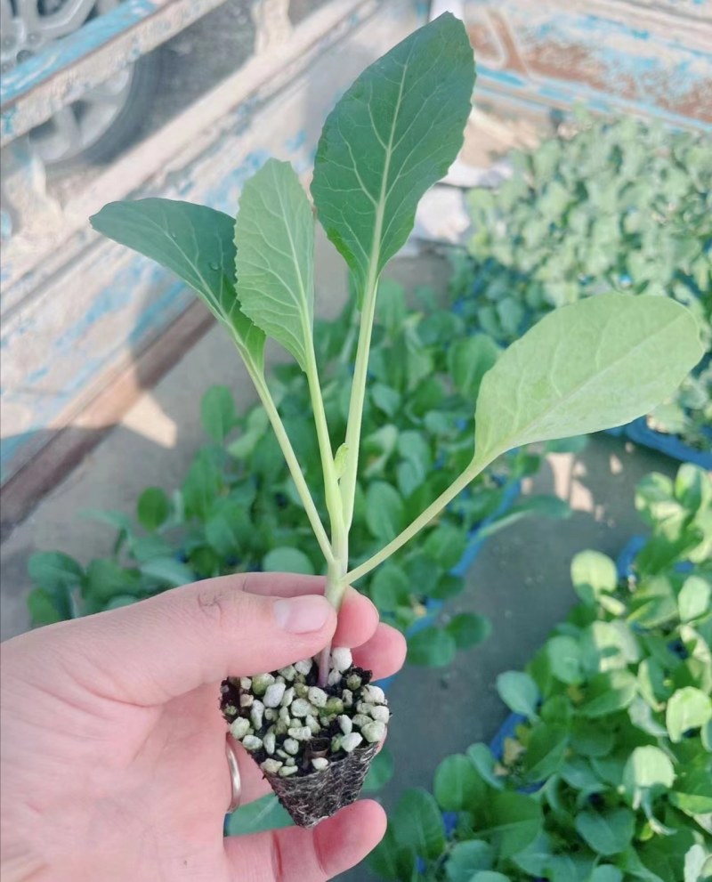 青梗松花菜苗80天菜花苗耐寒有机菜花苗小米粒花菜苗