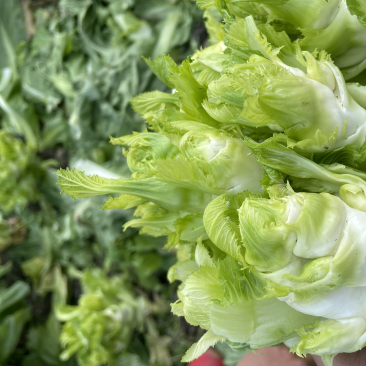 新鲜现砍儿菜