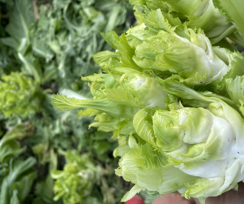 新鲜现砍儿菜