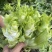 新鲜现砍儿菜
