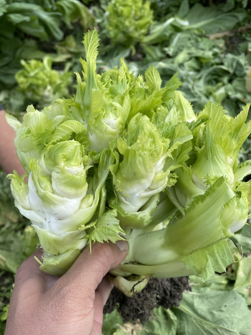 新鲜现砍儿菜