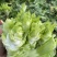 新鲜现砍儿菜