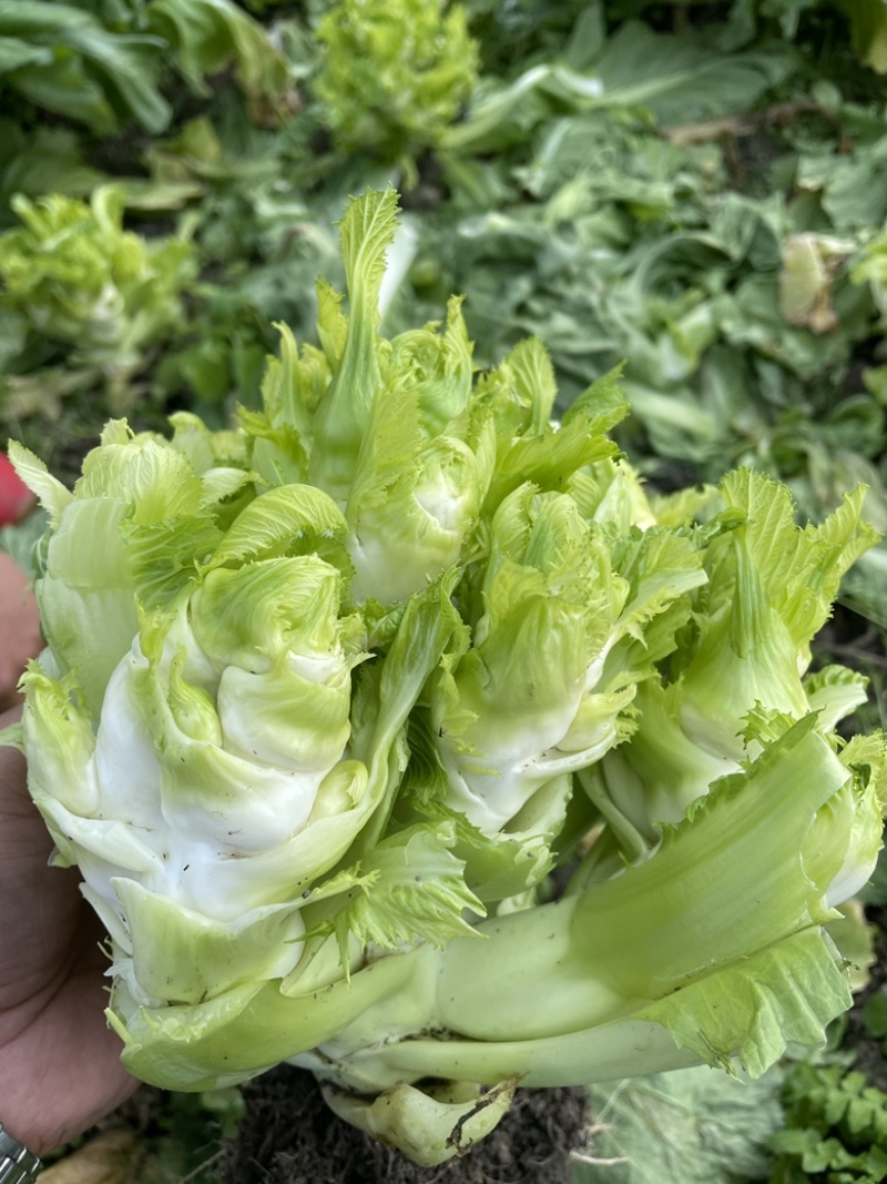 新鲜现砍儿菜