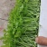 香芹苗