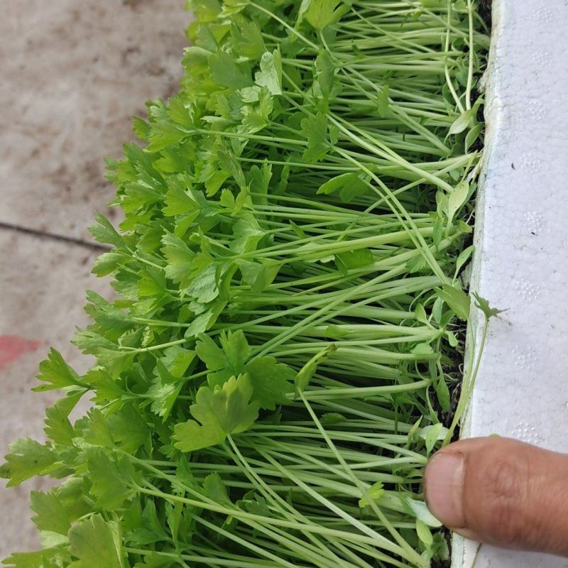 香芹苗